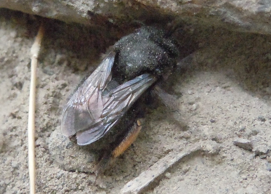 Chalicodoma parietina, femmina (Apidae Megachilinae)